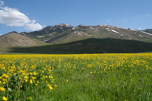 spring landscapes at the foot of snowy mountains