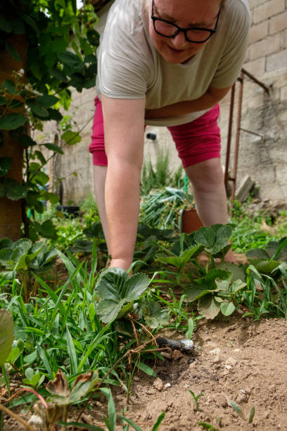 Woman pulling weeds around strawberries in her vegetable garden Woman pulling weeds around strawberries in her vegetable garden. People with farmland start working the gardens again to fight inflation.
Use rubber snakes to scare away birds crescimento stock pictures, royalty-free photos & images