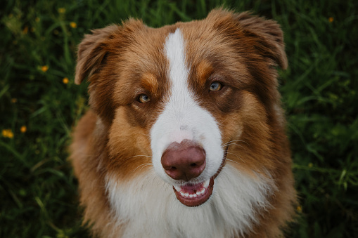 Close up portrait of young Australian Shepherd dog of brown color with white chest and stripe on head. Happy puppy aussie red tricolor sits in grass in summer, top view.