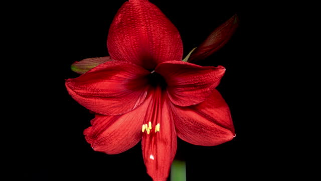 Red Amaryllis Flower Bud Opens in Time Lapse on a Black Background. Perfect Spring Plant Hippeastrum Grows Up Fast in Timelapse. Perfect Blooming Houseplant