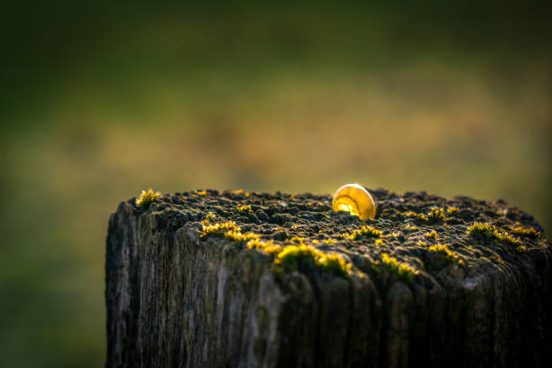 In morning light