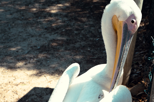 Pelican Bird Cleaning Feathers, İzmir Sasalı