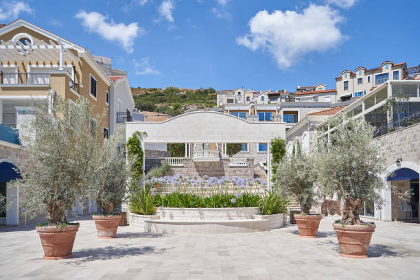 istock Olive trees in pots for landscaping urban space 1404178903