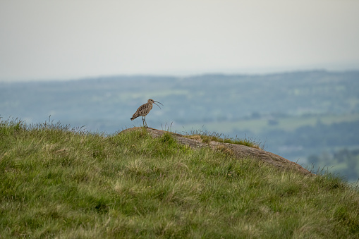 Eurasian Curlew, or common curlew Numenius arquata. A large European wading bird on the Staffordshire Moorlands, Peak District National Park, UK in summer.