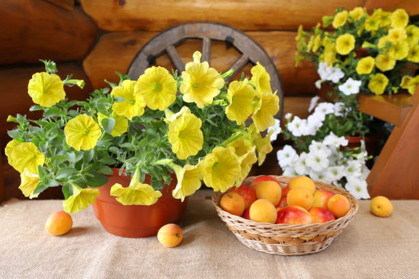 istock Fruits and flowers on a table. 1404180221