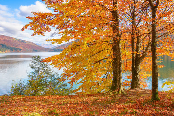 istock trees on the shore of a lake 1404181065