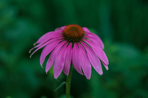 A beautiful coneflower (echinacea) grows in a Cape Cod garden