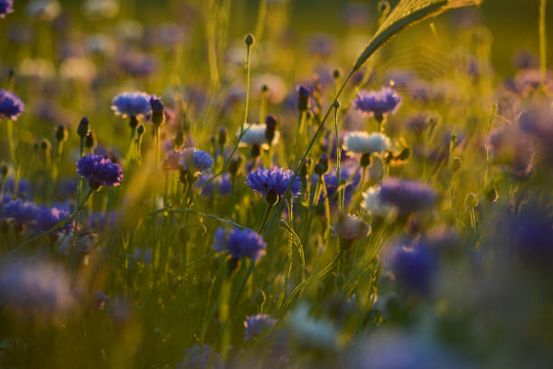 istock bright blue cornflowers in wheat field on colorful sunset 1404181278