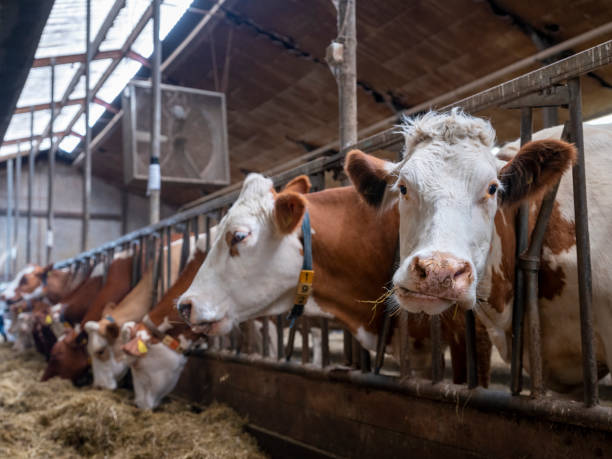 istock red and black spotted cows feed inside dutch farm in holland 1404181688