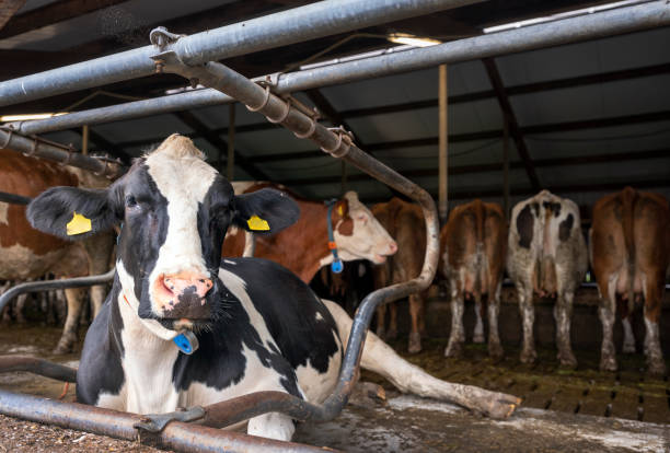 istock red and black spotted cows inside dutch farm in holland 1404181692