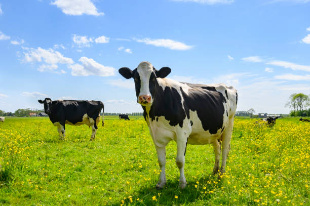 vacas em um prado com grama verde fresca e flores silvestres de buttercup - cow field dutch culture netherlands - fotografias e filmes do acervo