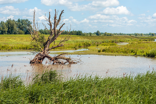 Almost dead willow tree stands in the water of a natural pond in a Dutch nature reserve. It is a slightly cloudy day in the spring season.