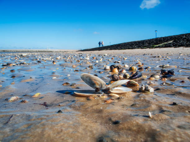 Mussel shells on the North Sea beach stock photo