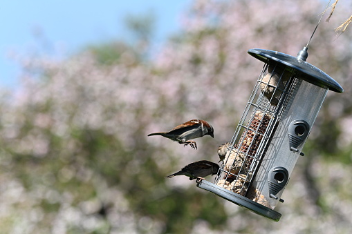 Two male house sparrow, Passer Domesticus, landing on a hanging bird feeder with the backdrop of a blossoming hedgerow