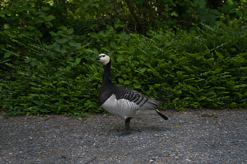 side view of a barnacle goose