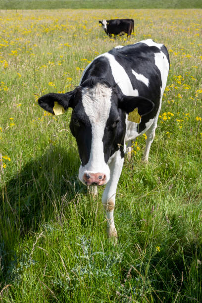 istock spotted cows in green grassy meadow with yellow flowers 1404185406
