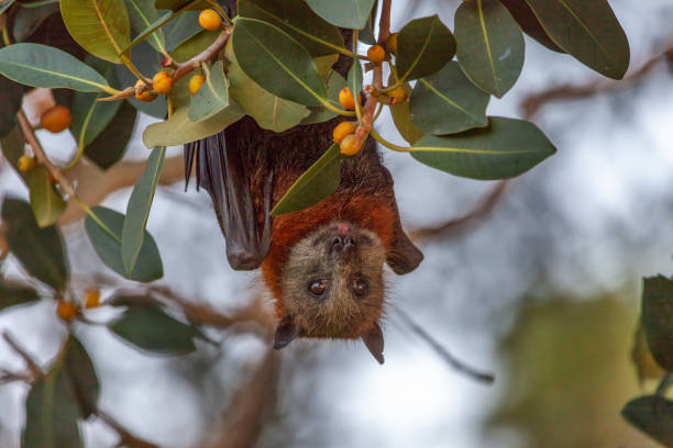Close-up of a Grey-headed flying-fox, Pteropus poliocephalus, perched upside down on a fig tree laden with fruit, in Centennial Park, Sydney, Australia. Looking at the camera with its tongue out.
