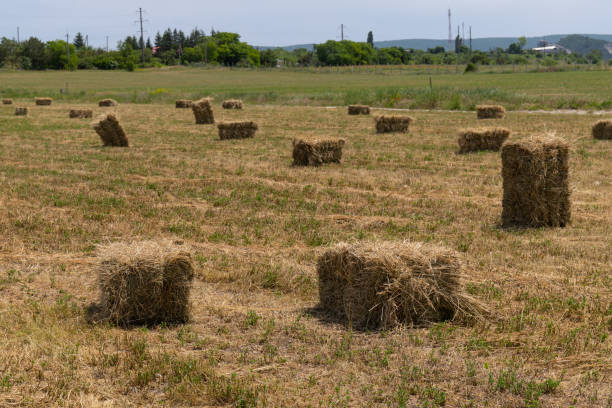 istock Haystack or hay straw. Mowed dry grass (hay) in stack on farm field. Hay pile stack farmer mowed for animal feeding. Bale of hay harvest. 1404185729