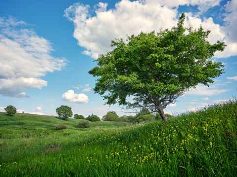 beautiful oak tree with green foliage on a background of blue sky and green grass under the crown, summer landscape. in the background road