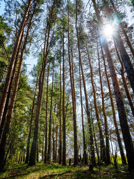 Tall pine forest in sunlight stock photo