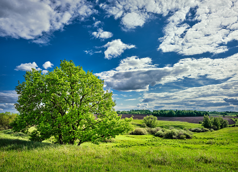 A simple bright sunny landscape with a tree in a field.