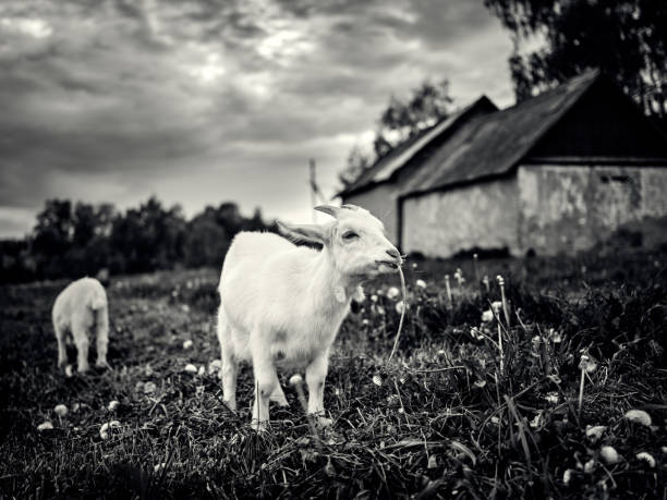 Goat in an old abandoned village. Black and white image.