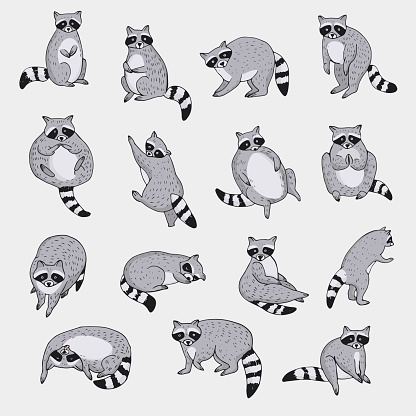 Raccoon forest animal vector illustrations set
