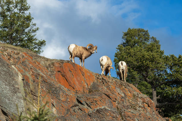 istock Bighorn sheep (Ovis canadensis) ram climbing foraging on cliff. 1404188506