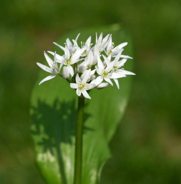 istock Ramson, Allium ursinum 1404188557