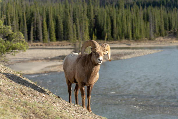 istock Bighorn sheep (Ovis canadensis) ram climbing foraging on cliff. 1404188565