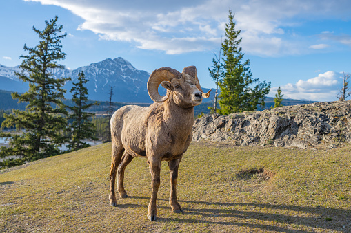 Standing BigHorn Sheep (Ovis canadensis) ram portrait. Canadian Rockies Jasper National Park landscape background. Nature scenery.