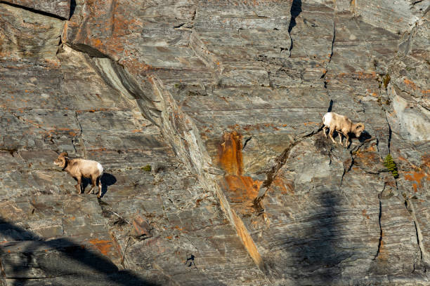 istock Bighorn sheep (Ovis canadensis) ram climbing foraging on cliff. 1404188583