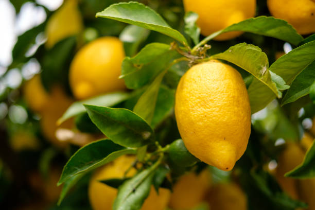 citrons dans le citronnier - lemon fruit citrus fruit yellow photos et images de collection