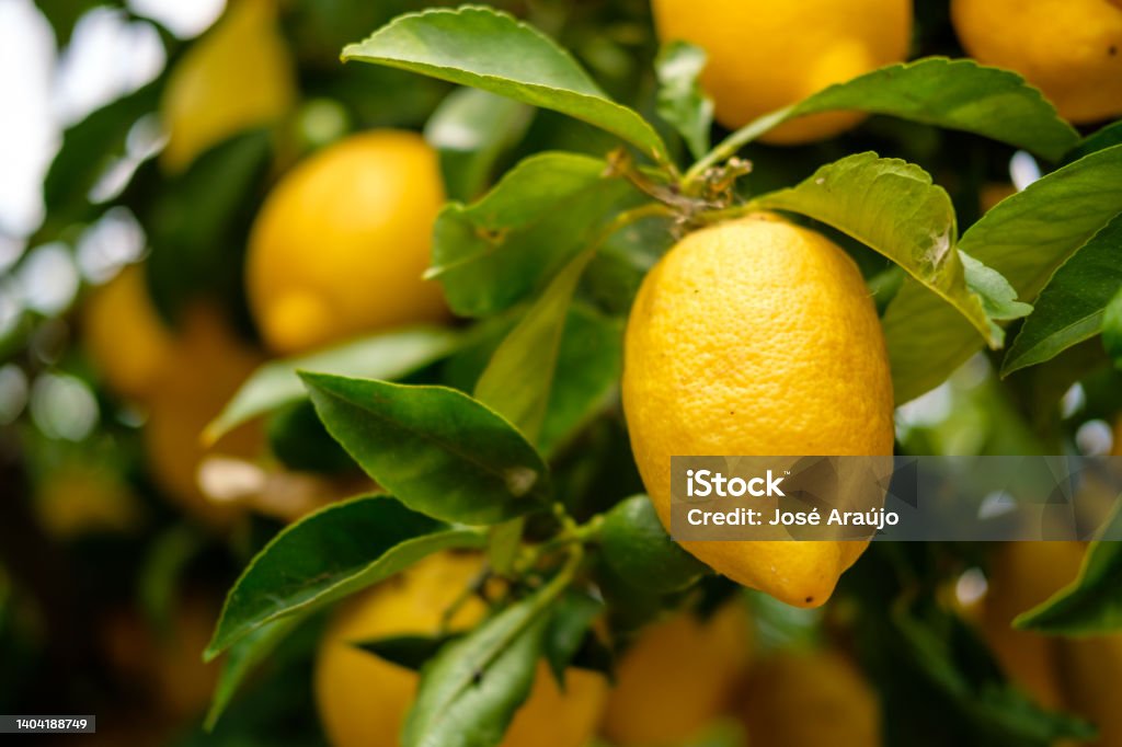 lemons in the lemon tree Lemon Tree Stock Photo