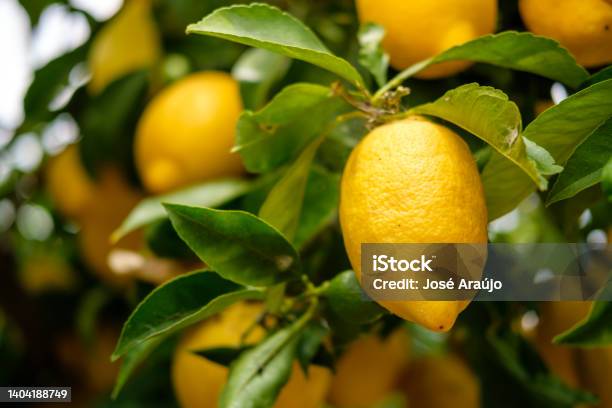 Lemons In The Lemon Tree Stock Photo - Download Image Now - Lemon Tree, Lemon - Fruit, Tree