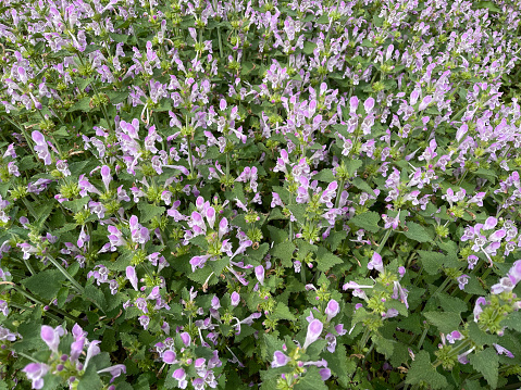 Gargano dead nettle, Lamium garganicum is a medicinal plant with purple flowers and is used in medicine as a medicine.