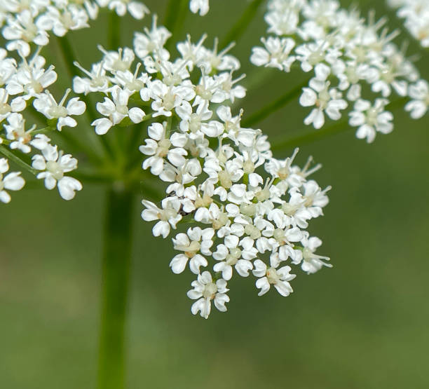 istock Giersch, Aegopodium podagraria 1404188898