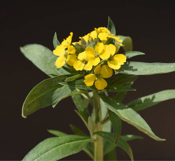 Gold lacquer, Cheiranthus, Cheiri Gold lacquer, Cheiranthus, Cheiri is a medicinal plant with yellow flowers and is used in medicine as a medicine. cheiranthus cheiri stock pictures, royalty-free photos & images