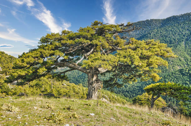 istock Forest with trees in Trikala korinthias 1404189305