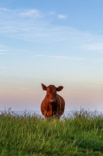 A cow looking at the camera, on Ditchling Beacon in the South Downs