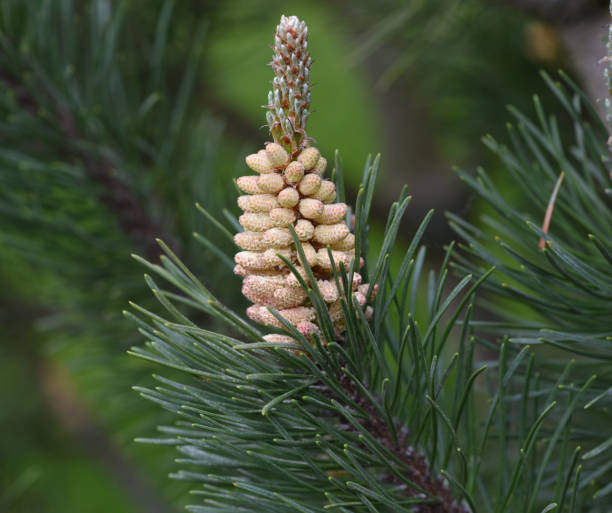 istock Kiefer, Pinus, sylvestris 1404190080