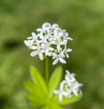 Woodruff, Galium odoratum is a spice and medicinal plant that grows in the forest