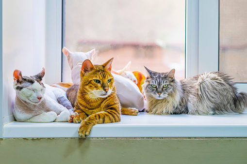 Group of adorable cats of different breeds are resting on windowsill. Cute pets concept