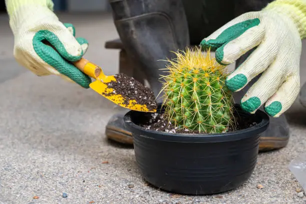 Photo of Farmer filling a soil with fertilizer during planting a golden barrel cactus in flower pot.