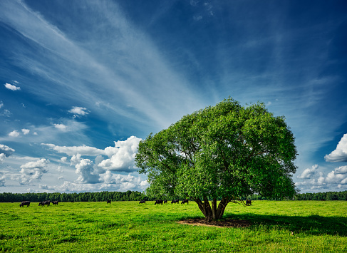 A large beautiful lonely tree in a pasture (field) with cows under a blue bright sky