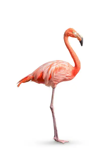 flamingo (Phoenicopterus ruber) Heart shape, neck curl and standing posture isolated on white background, this has cut paths.