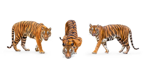 컬렉션, 흰색 배경 클리핑 경로에 고립 된 로얄 호랑이 (p. t. 코르벳티)가 포함되어 있습니다. 호랑이가 먹이를 쳐다보고 있다. - bengal tiger 뉴스 사진 이미지