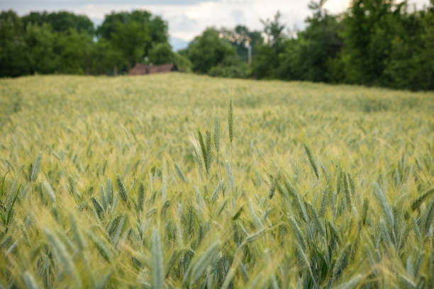 istock Rural scene with green wheat fields in summer time 1404194733