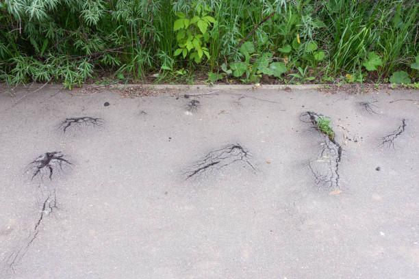 Plants break through the asphalt, forming cracks and bumps. Summer day.
