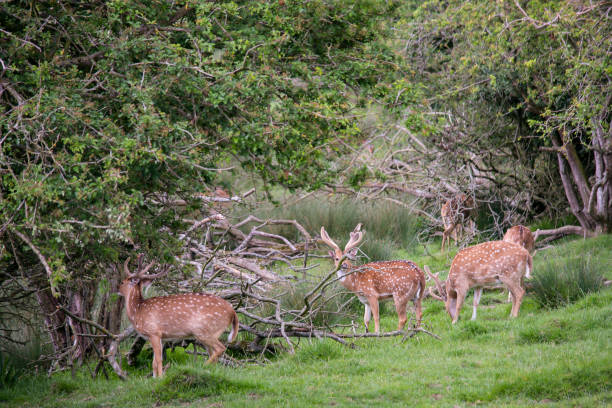 istock doe grazes on beautiful nature in summer 1404195890